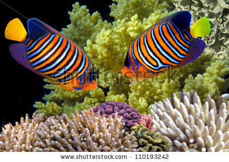 stock-photo-regal-angelfish-in-the-red-sea-egypt-110193242.jpg