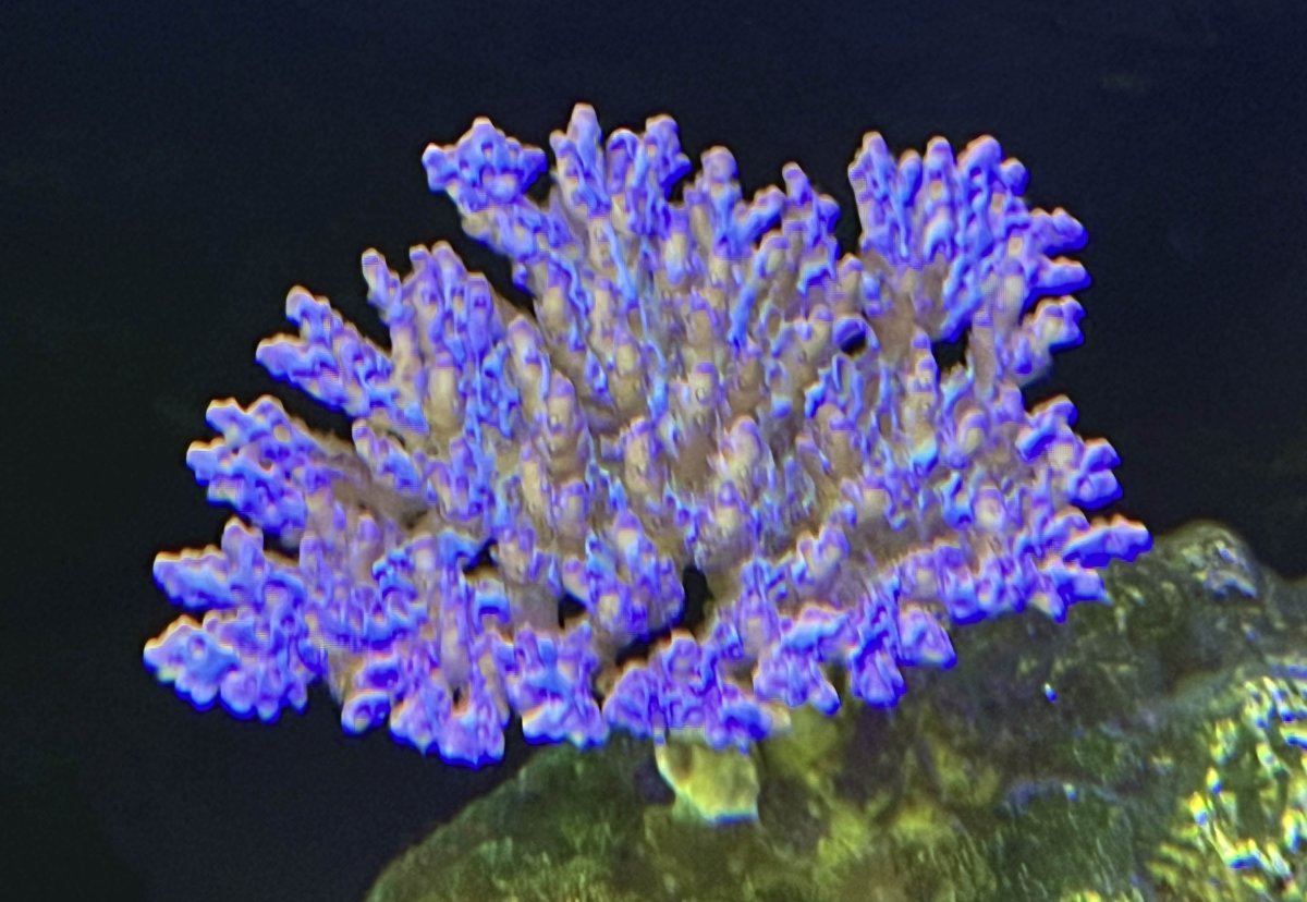 Stoney Coral.jpg