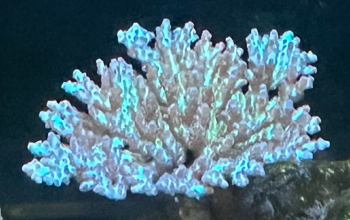 Stoney Coral3.JPG