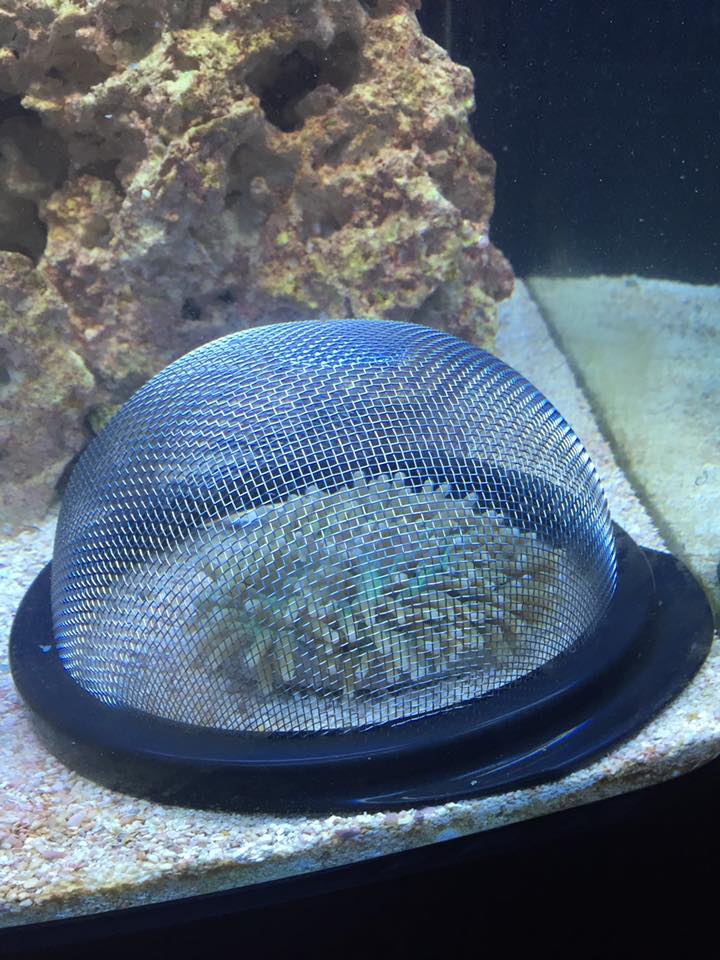 strainer.jpg