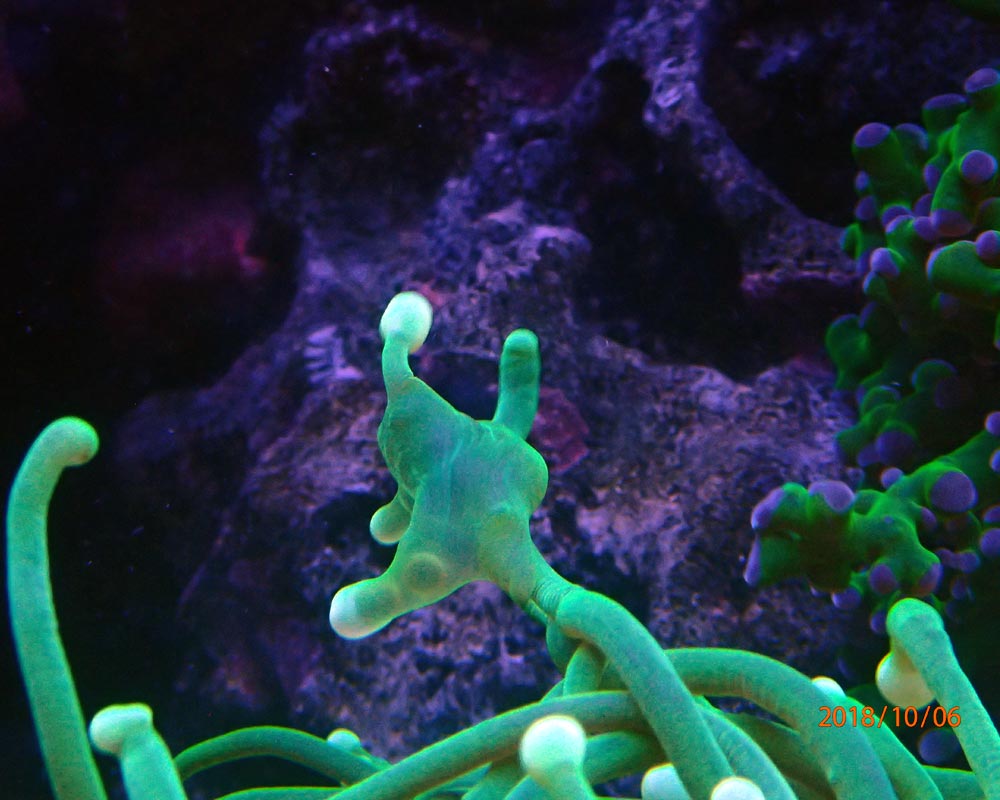 strange-polyp.jpg