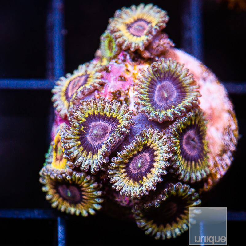 Stratocaster Zoanthid colony 129 84.JPG