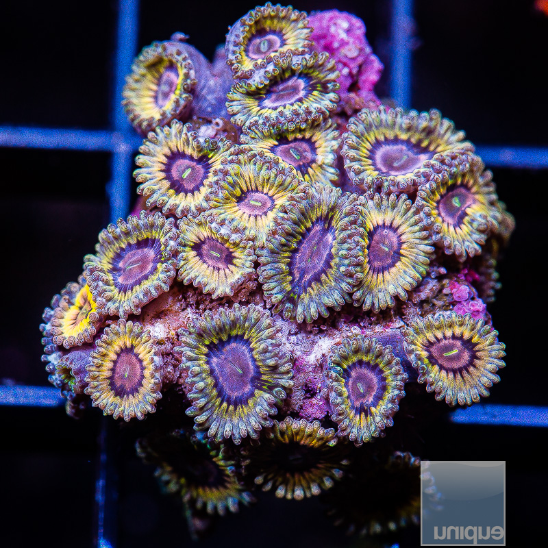 Stratocaster Zoanthid colony 299 170.JPG