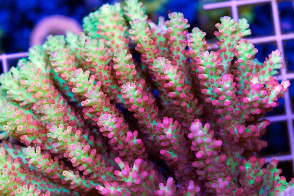 Strawberry-Shortcake-Unique-Corals.jpg