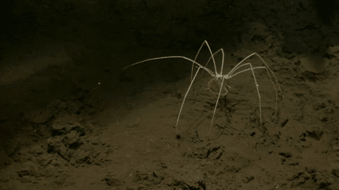 Striding-Sea-Spider2.gif