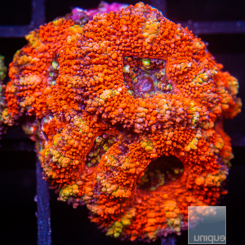 Striped Red Acan Lord 69 40.JPG