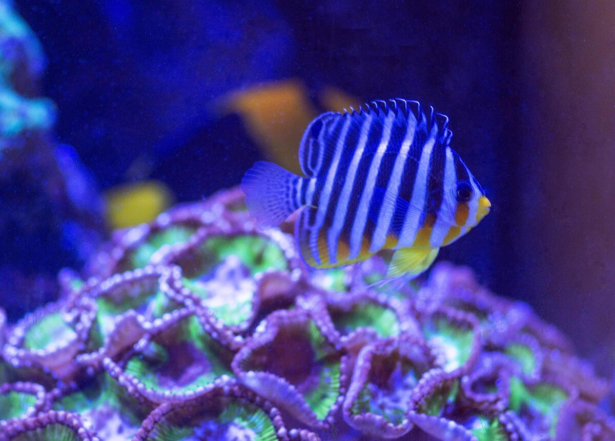 Stripey copy.jpg