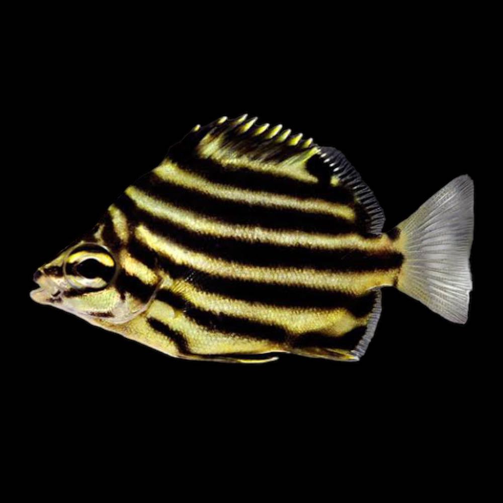 stripey fish.jpg