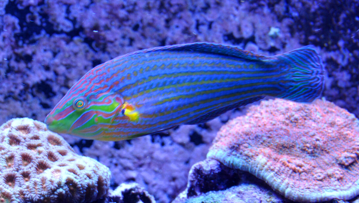 What's the best thing you've ever spent money on in reefing? | Reef2Reef