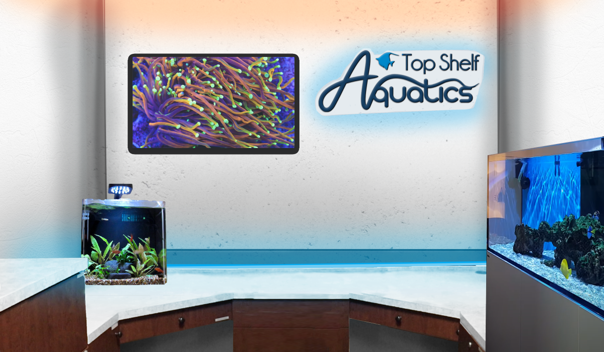 Top Shelf Aquatics Studio! | Reef2Reef