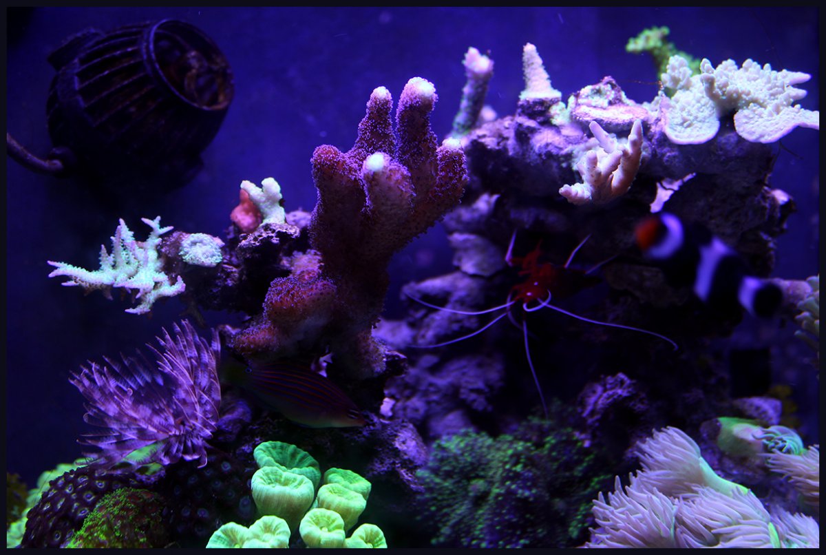 stylophora.jpg