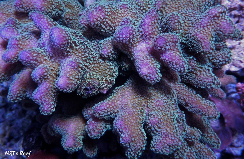 stylophora_2.jpg