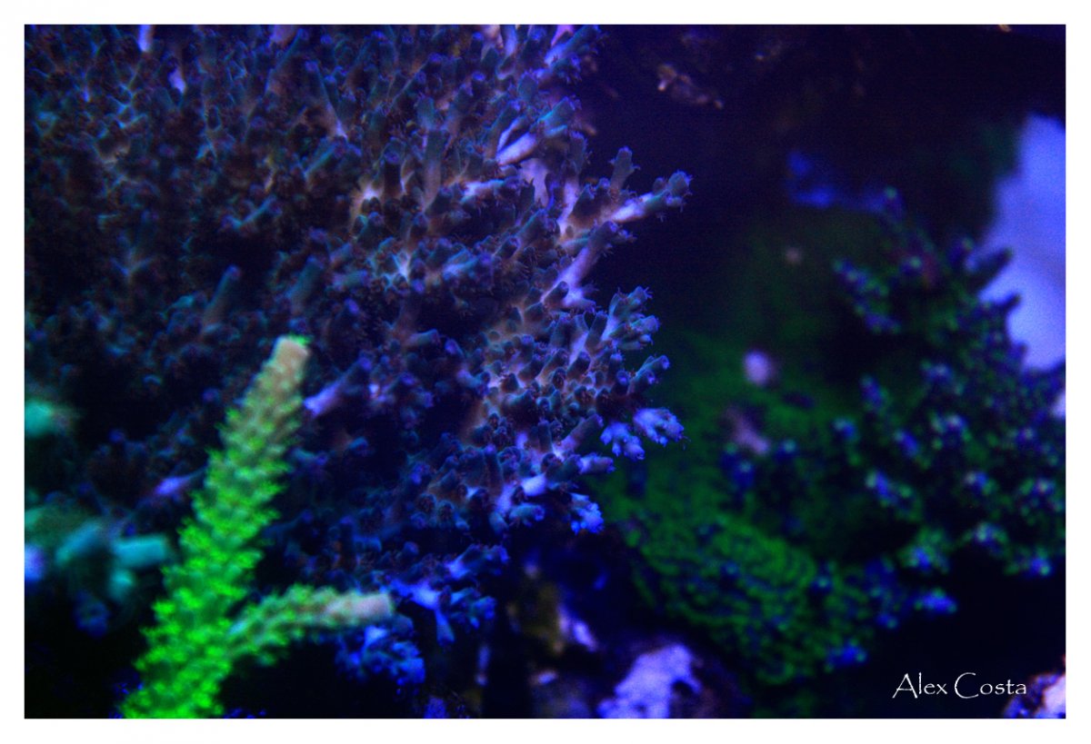 subulata-blue2.jpg
