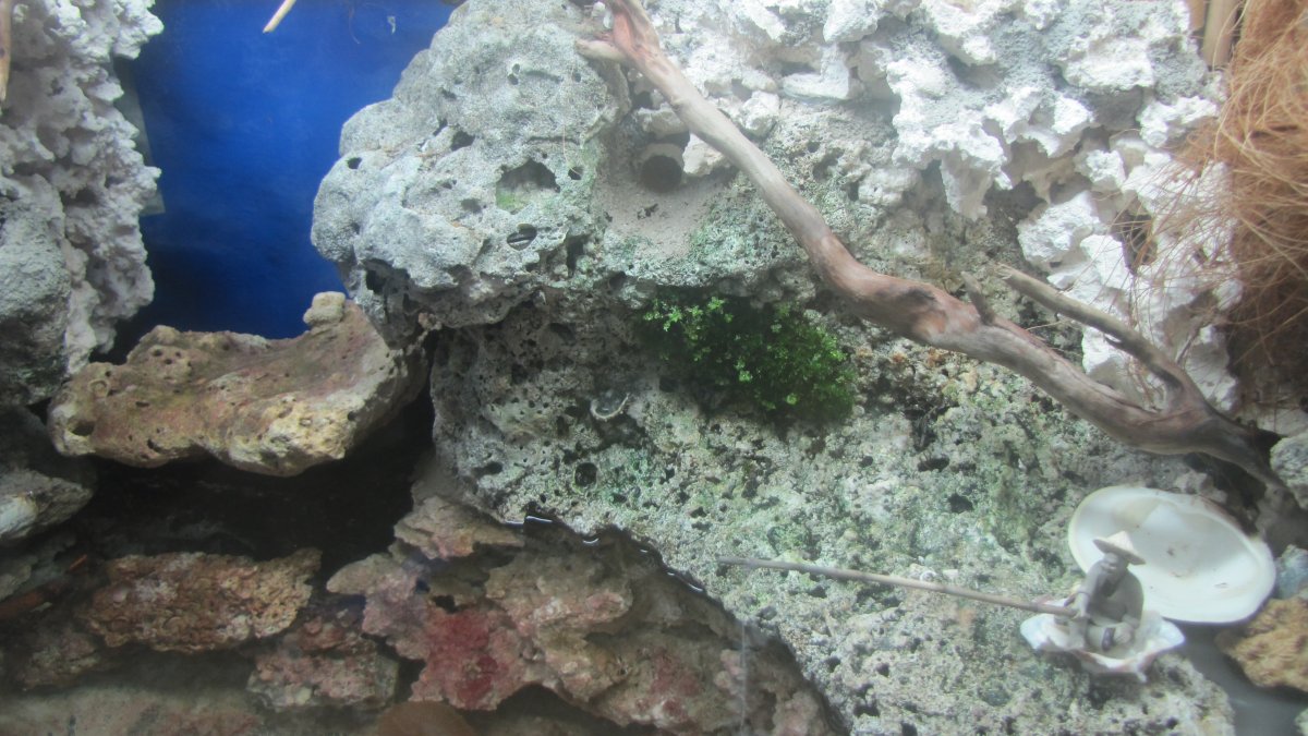 Growing plants in a reef tank? | REEF2REEF Saltwater and Reef Aquarium ...