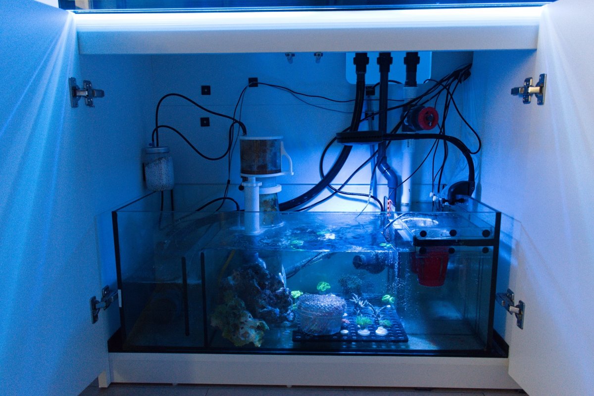 Build Thread - NBurg's Red Sea Reefer 450 mixed reef | Page 5 | Reef2Reef