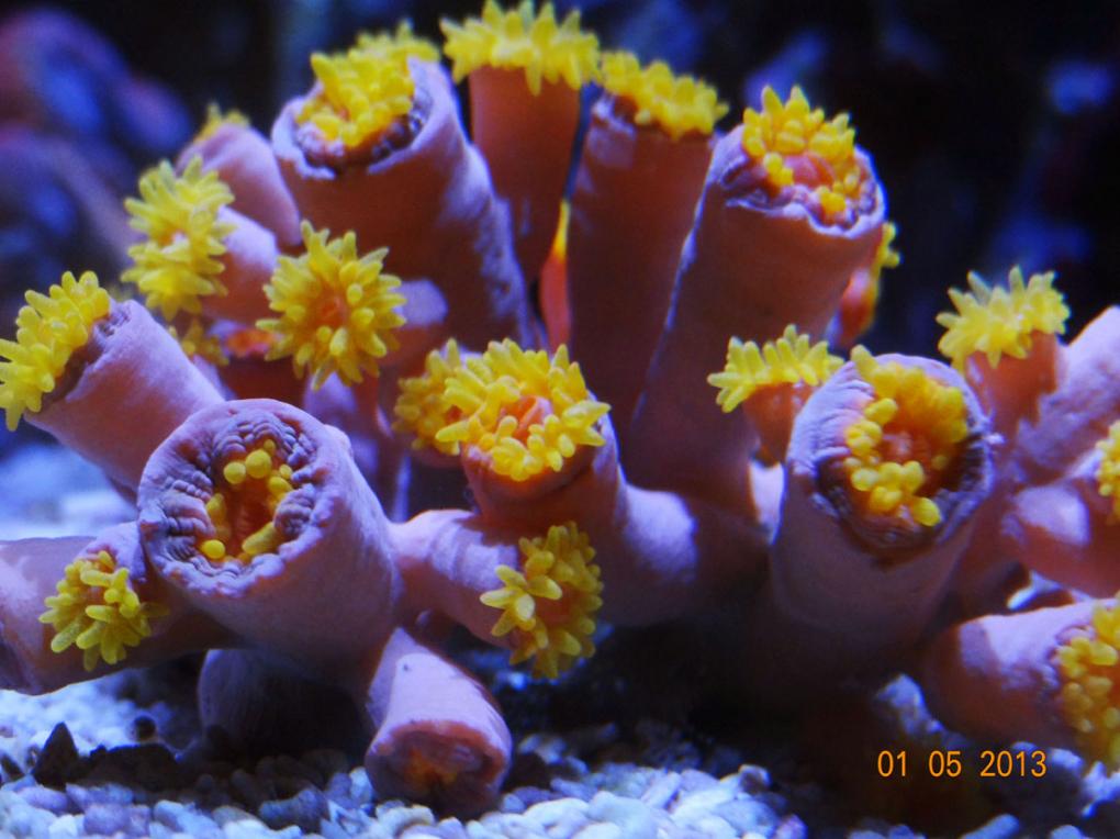 Sun Coral 1000pm 1.jpg