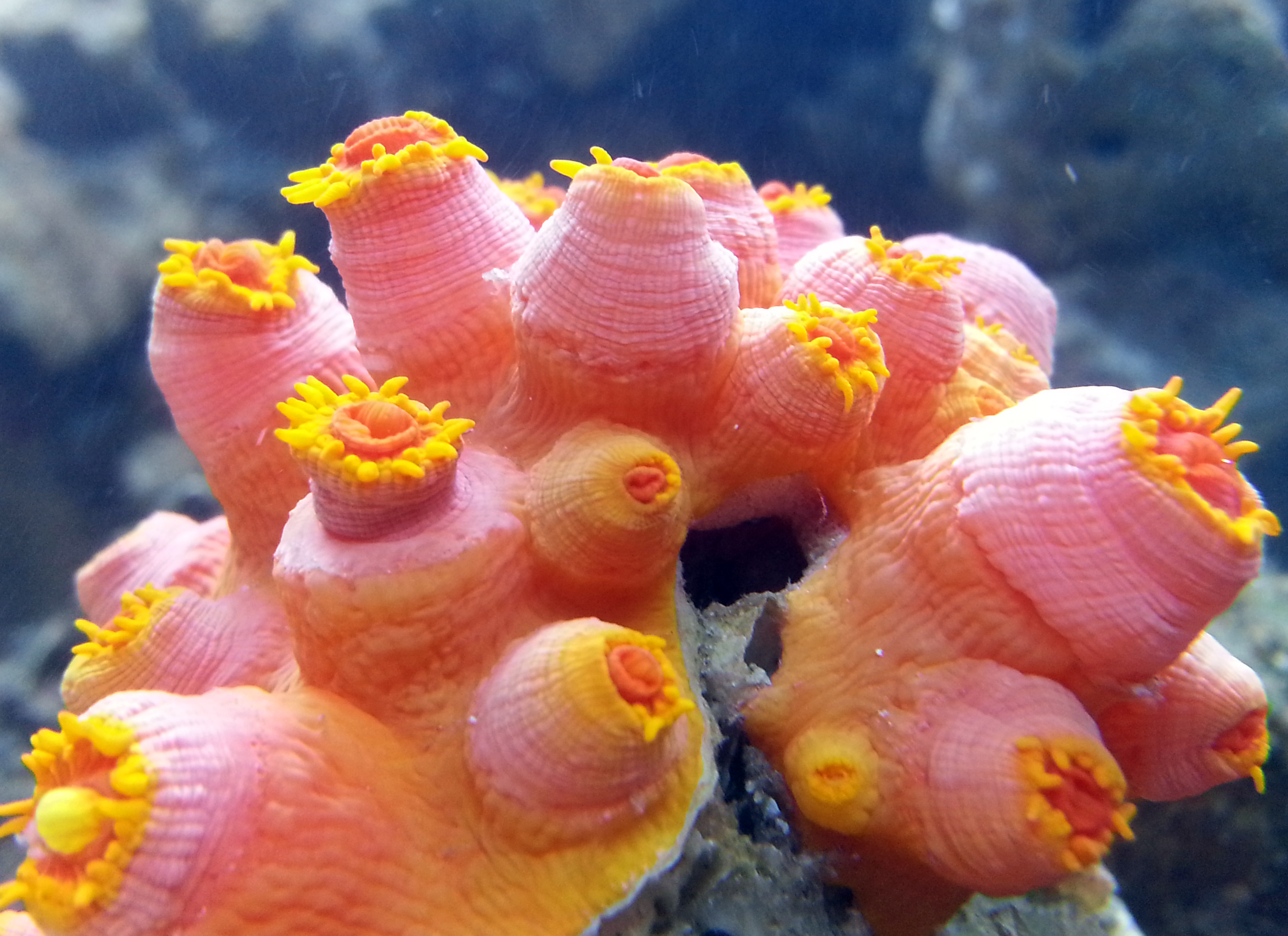Sun Coral.jpg