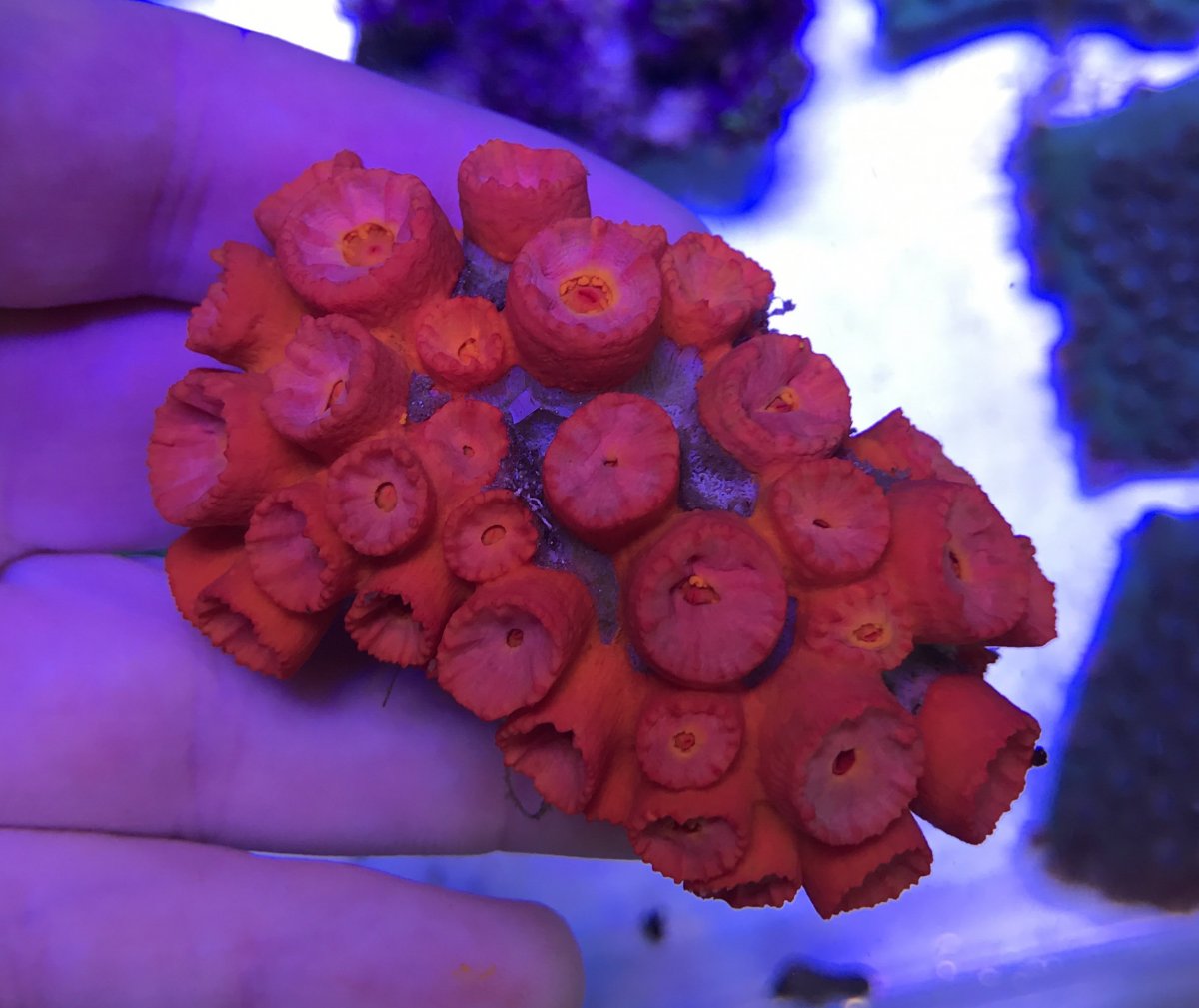 sun coral.jpg