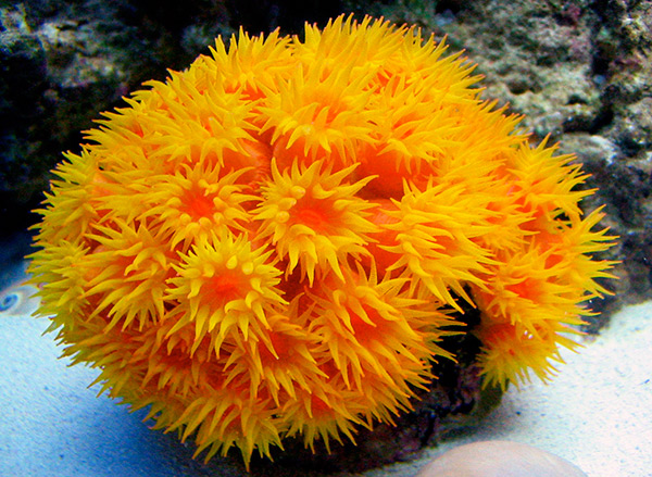 sun-coral2.jpg