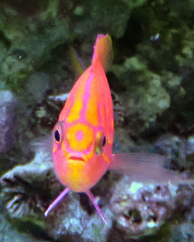 sunburst.jpg