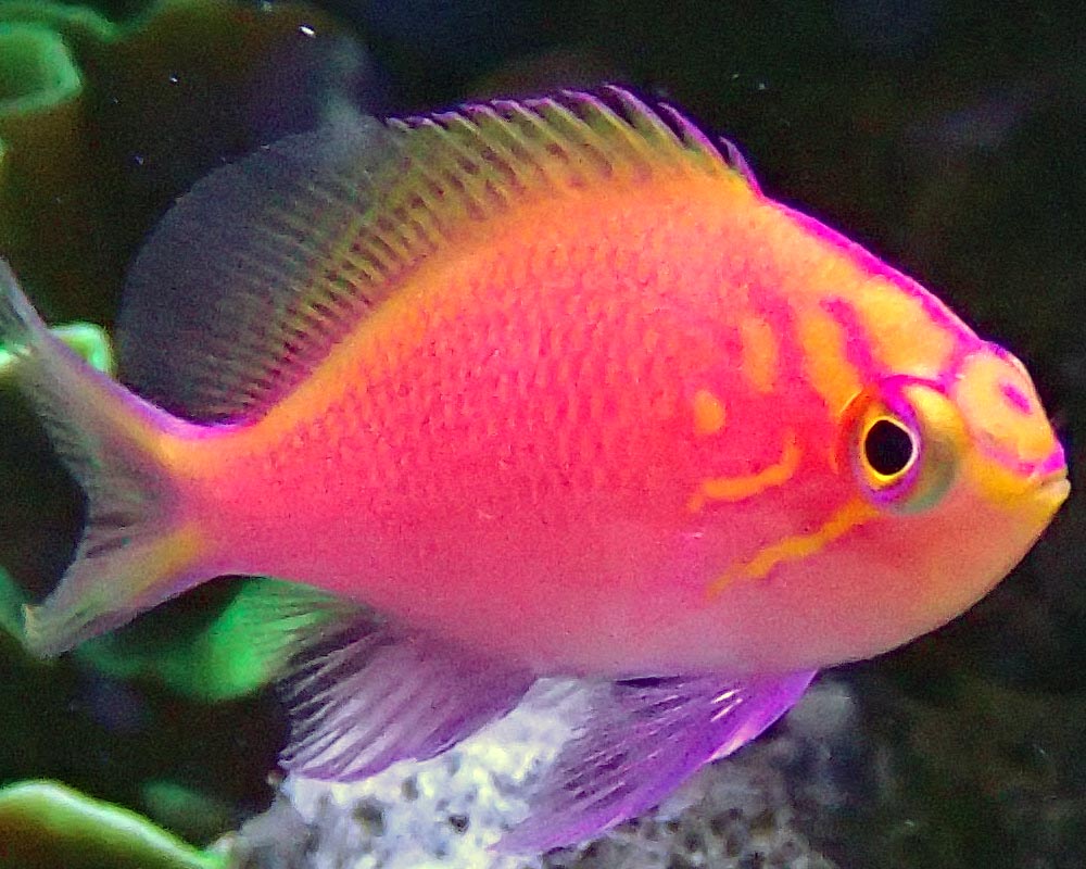 sunburst.jpg