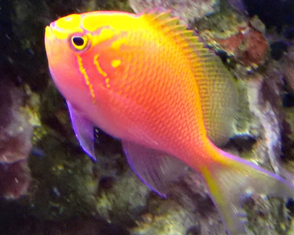 sunburst1.jpg