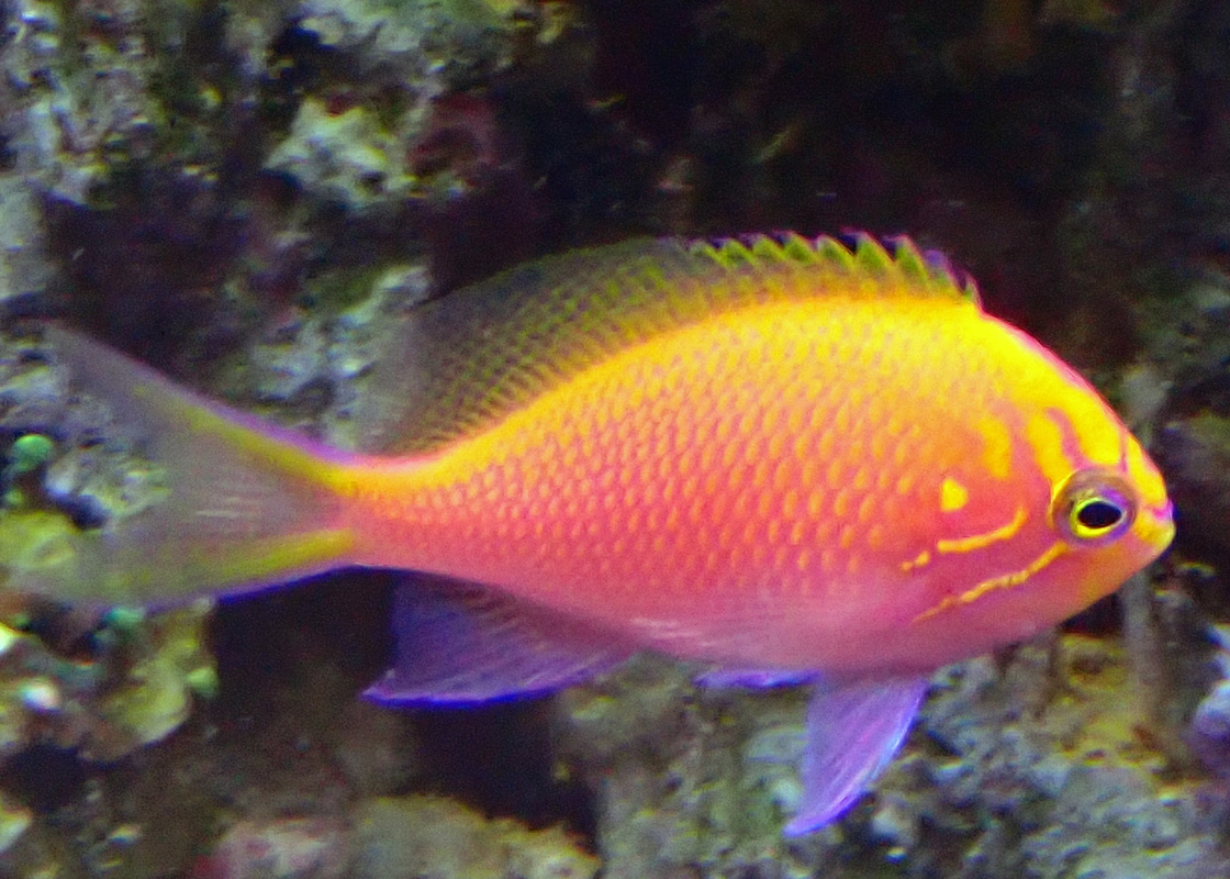 sunburst2.jpg