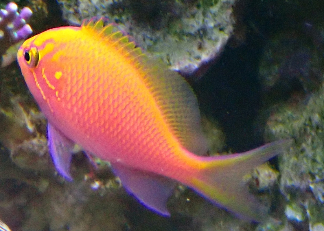sunburst3.jpg