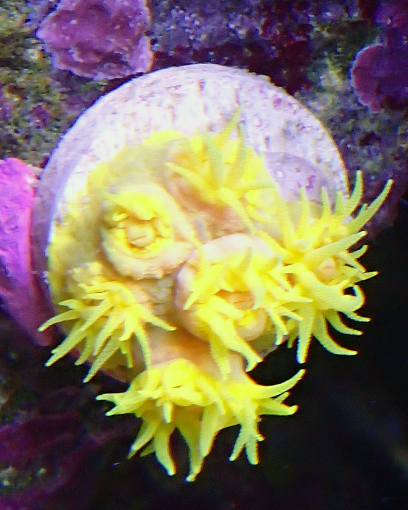 suncoral.jpg