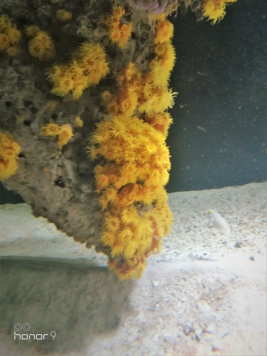 suncoral1.jpg