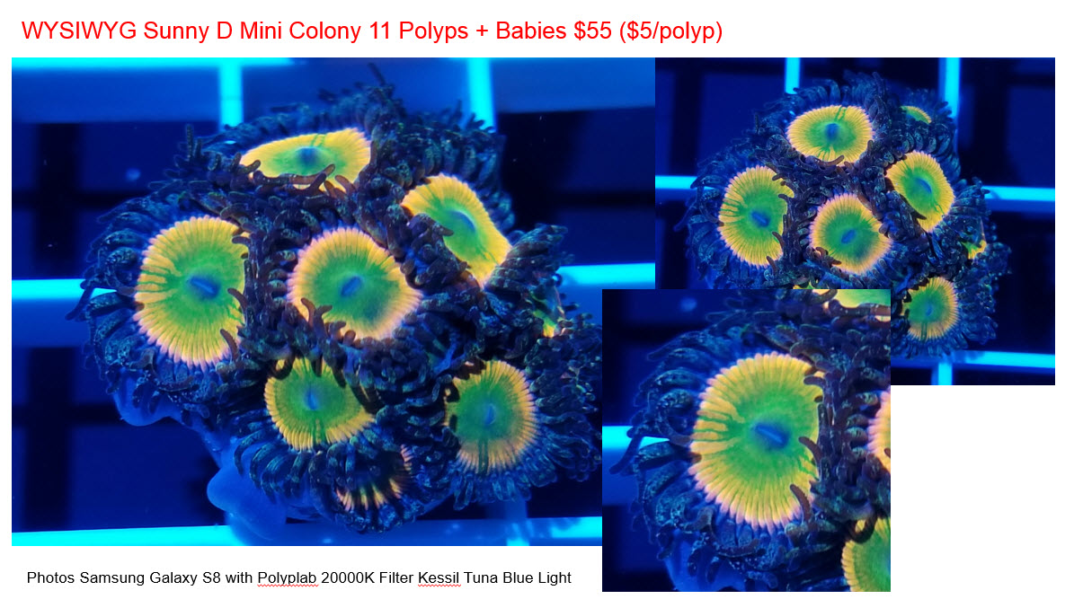 SUnny D Mini Colony 032819.jpg