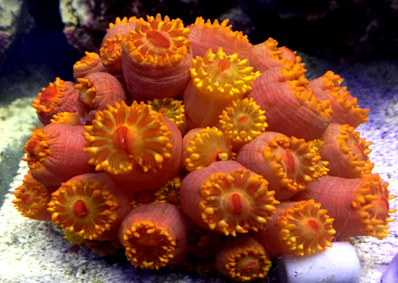 sunpolyp.jpg
