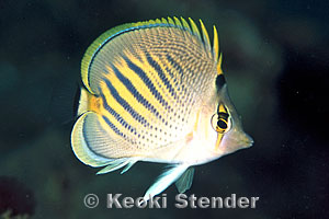 sunset-butterflyfish-b-hawaii-usa-keoki.jpg