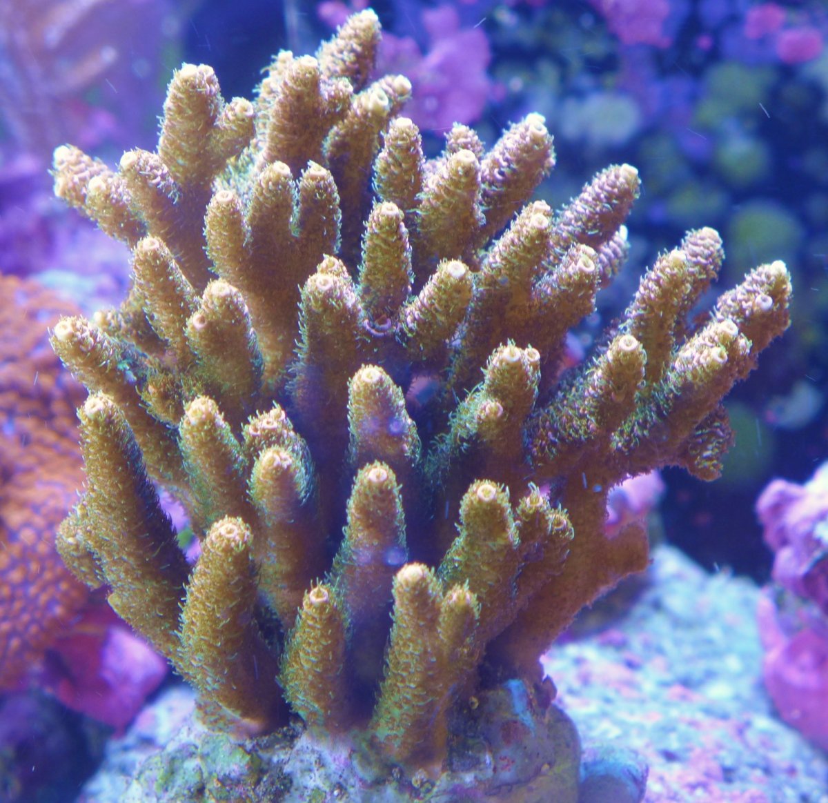 Sunset Miilepora.JPG