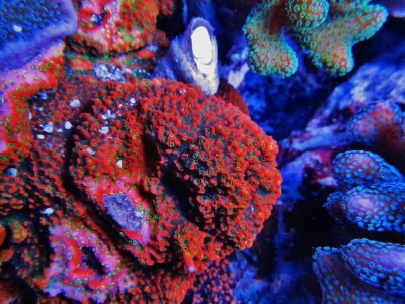 sunset_montipora.jpg