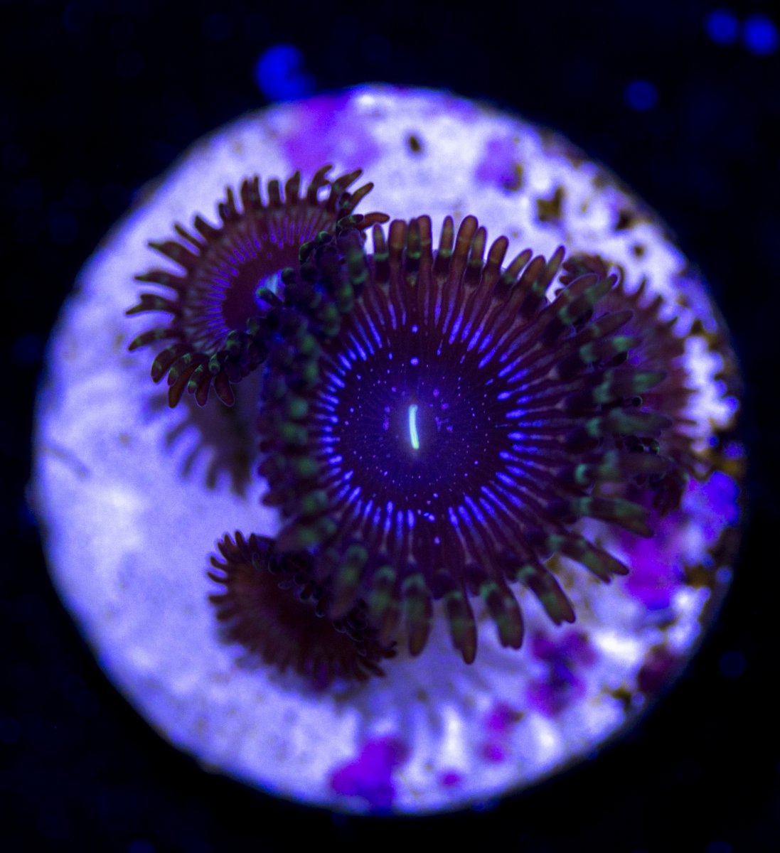 California Zoas Reef2Reef