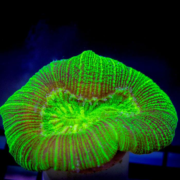 superstripe neon brain.jpg