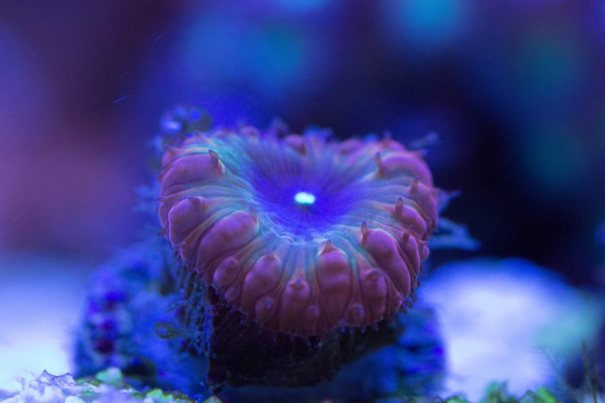 Supreme Reefs Blasto.jpg