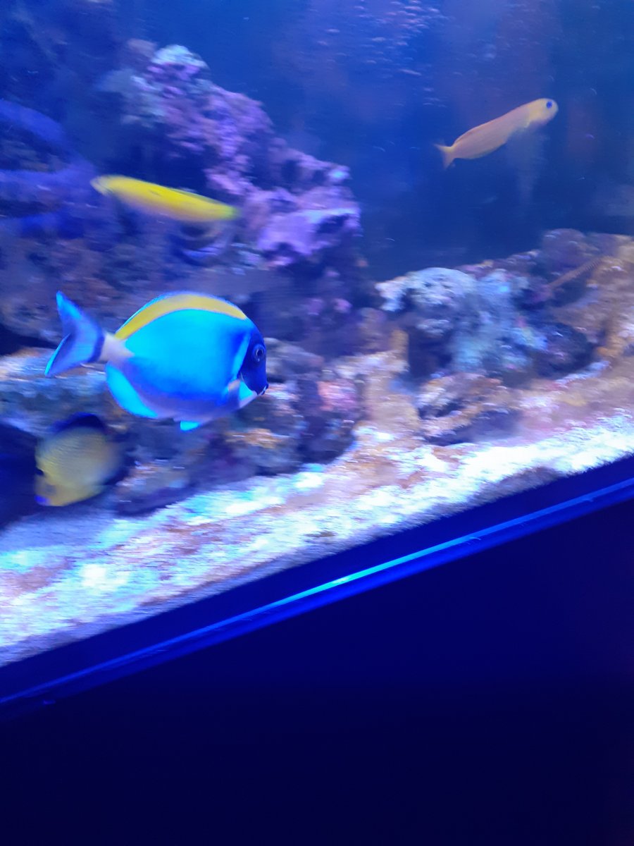 powder blue tang with purple tang compatibility
