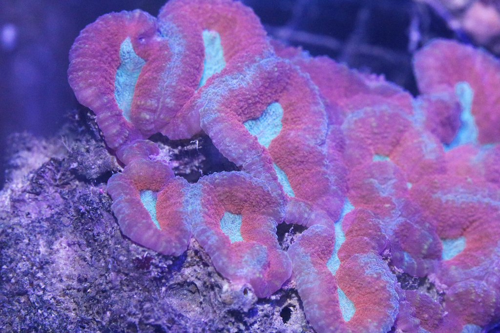 Livestock - Symphyllia Brain Coral | Reef2Reef