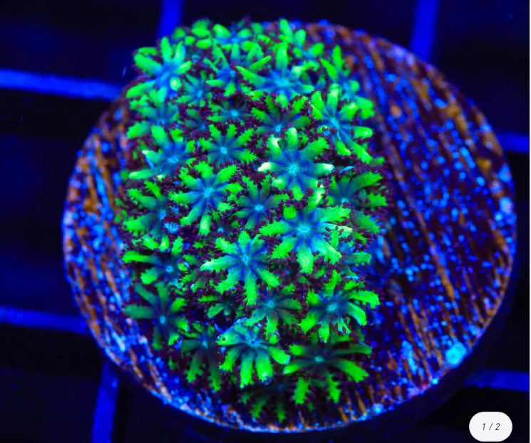 Sympodium Coral.jpg