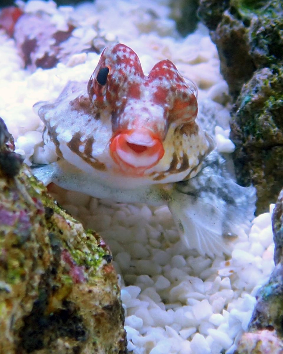 Synchiropus-spp.jpg