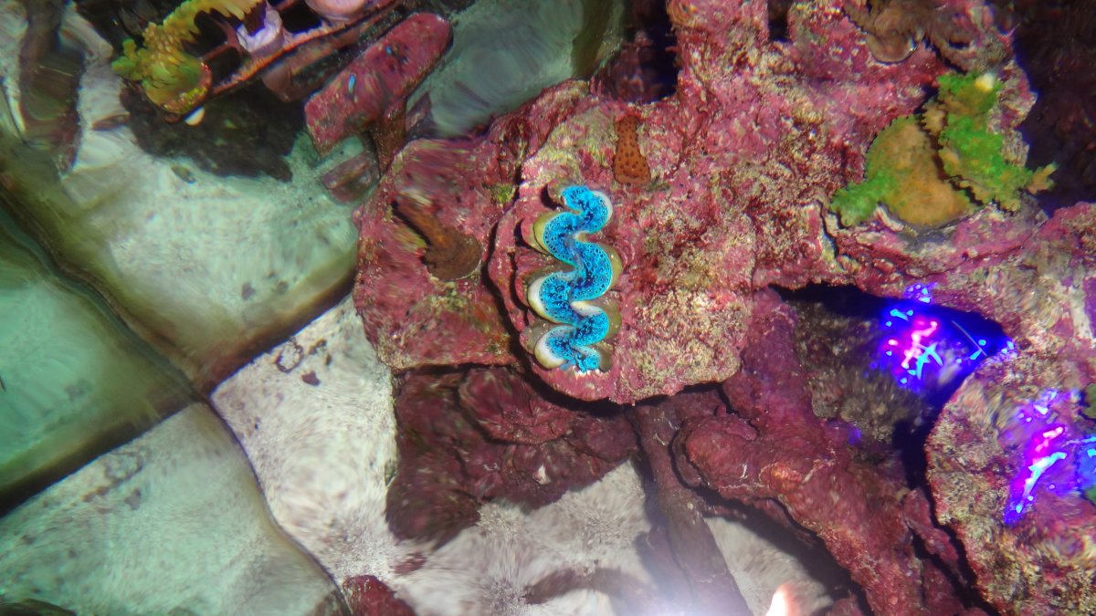 T.MAX CLAM.JPG