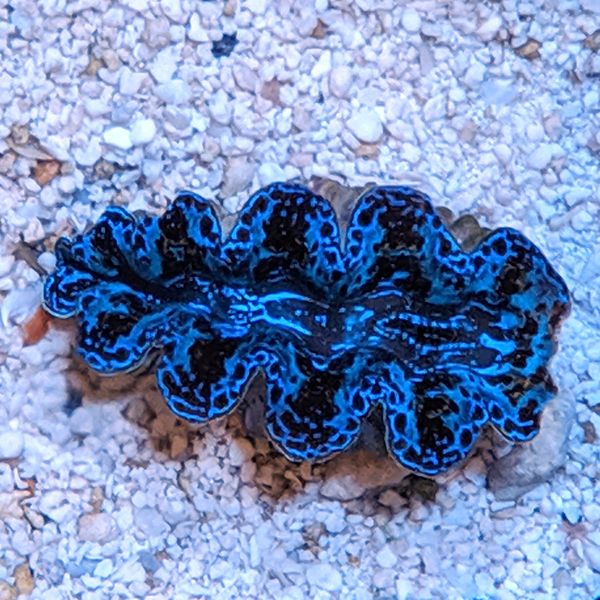 Livestock - New WYSIWYG Crocea and Maxima Clams on Biota's Ocean ...