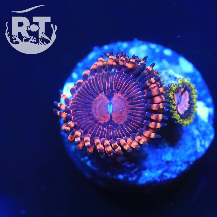 Help identifying zoa :) | Reef2Reef