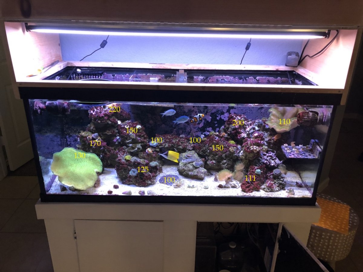 T5+LED PAR.jpg