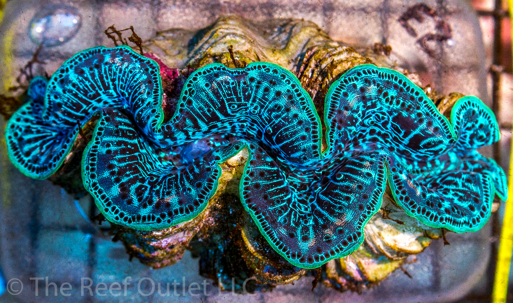 Lets see those CLAM photos! Clams that you have, had, or even ...
