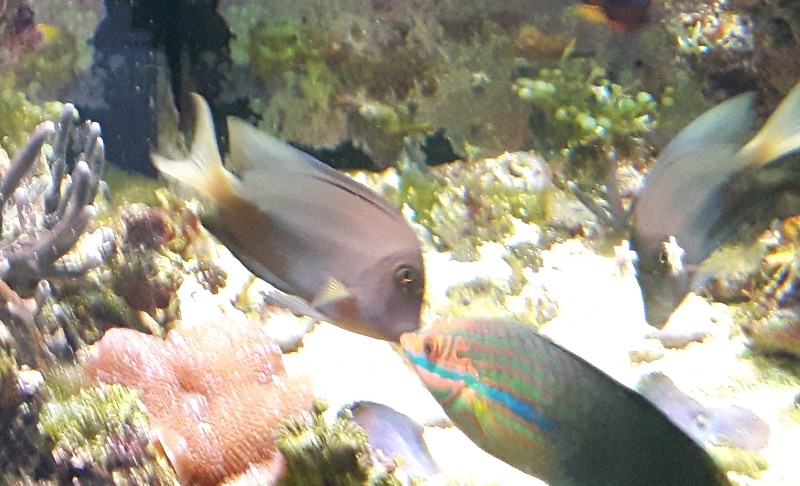 Tang 3.jpg
