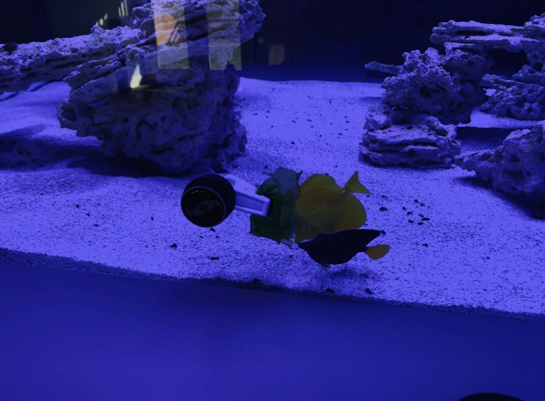 Tang & Algae 2.JPG
