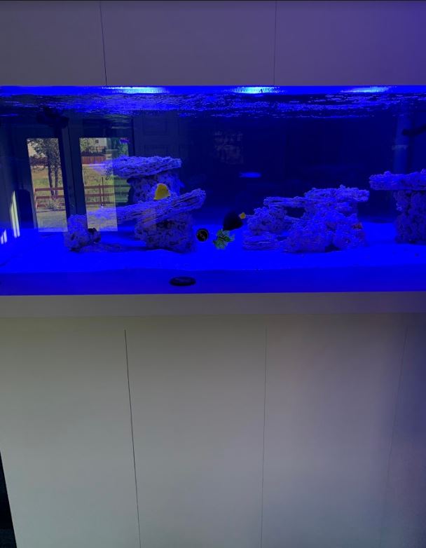 Tang & Algae.JPG